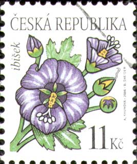 Krása květů - Ibišek Krása květů - Ibišek