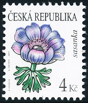 Krása květů - Sasanka Krása květů - Sasanka