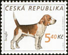 Chovatelství - psi - Beagle