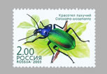 Calosoma sycophanta