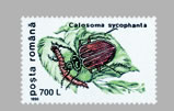 Calosoma sycophanta