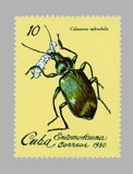 Calosoma splendidum