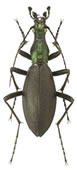Carabus blaptoides je podle informační brožury japonské pošty největším hmyzem Japonských ostrovů