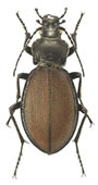Carabus schoenherri se stal jedním ze symbolů Mezinárodního entomologického kongresu v Moskvě v r. 1968