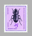 Carabus (Eucarabus) arvensis