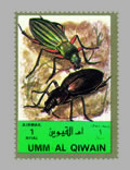 Carabus (Morphocarabus) scheidleri (dole)