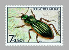 Carabus (Autocarabus) auratus