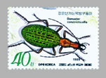 Carabus (Acoptolabrus) constricticollis