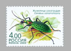 Carabus (Acoptolabrus) constricticollis