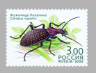 Carabus (Acoptolabrus) lopatini