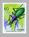 Carabus (Damaster) blaptoides