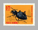 Carabus (Procerus) gigas