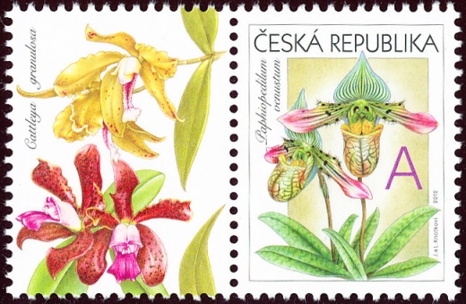 Gratulační motiv - Orchideje A Gratulační motiv - Orchideje A