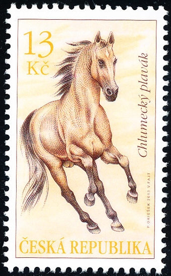 Koně - Chlumecký plavák