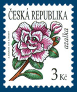 Krása květů - Azalka Krása květů - Azalka