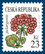 Krása květů - Pelargonie Krása květů - Pelargonie