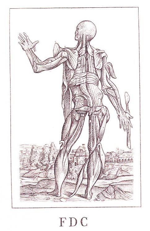 Osobnosti: Andreas Vesalius (1514 – 1564) Osobnosti: Andreas Vesalius (1514 – 1564)