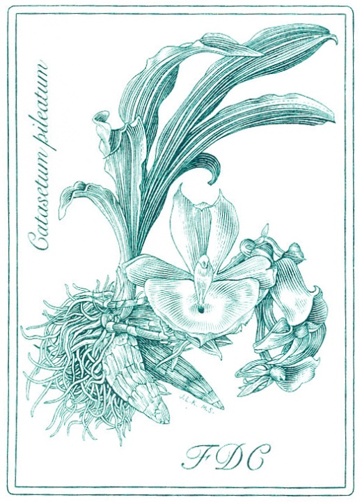 Pěstitelství - krása orchidejí Pěstitelství - krása orchidejí