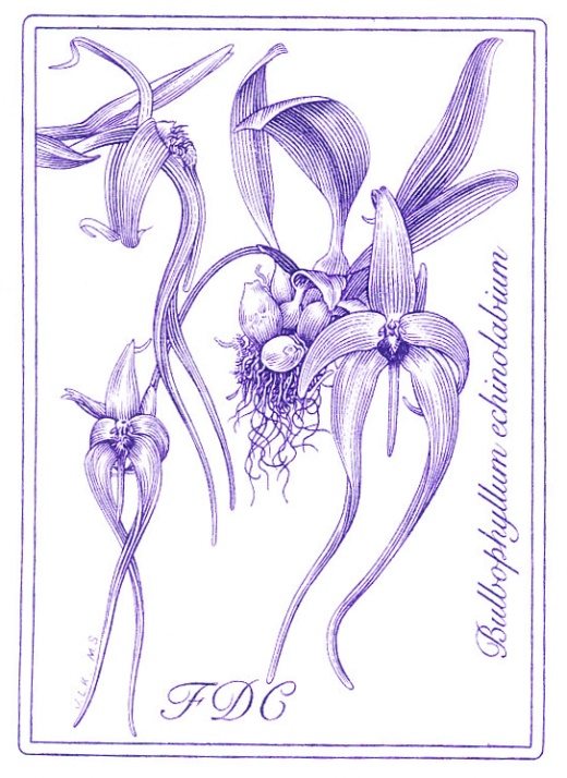 Pěstitelství - krása orchidejí