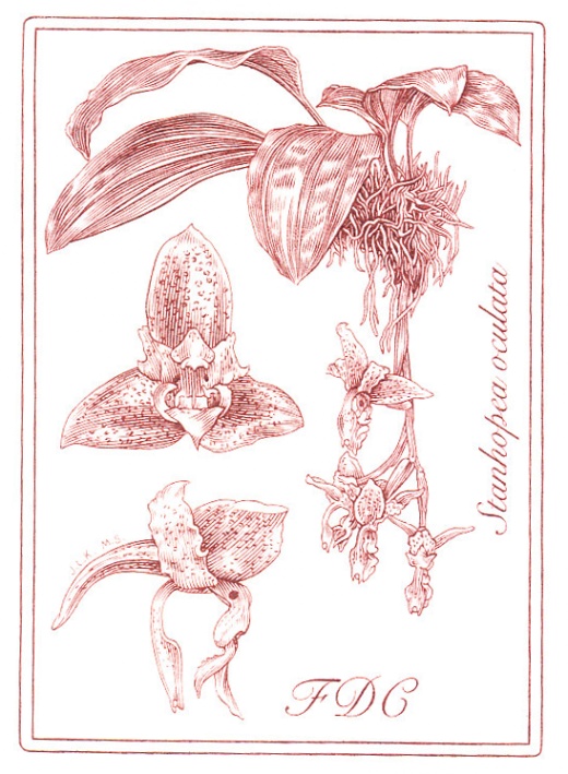 Pěstitelství - krása orchidejí Pěstitelství - krása orchidejí
