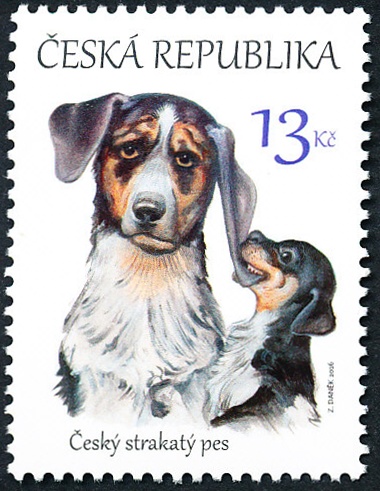 Štěňata - česká národní plemena psů: Český strakatý pes Štěňata - česká národní plemena psů: Český strakatý pes