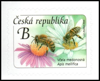 Včela medonosná Včela medonosná