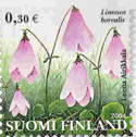 Zimozel severní - Linneaea borealis Zimozel severní - Linneaea borealis