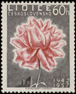 10. výročí vyhlazení Lidic - květ růže