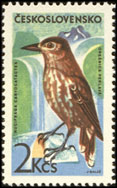 Horské ptactvo - ořešník kropenatý