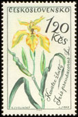 Květiny - kosatec žlutý