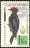 Lesní a zahradní ptactvo - datel černý