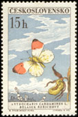 Motýli - bělásek řeřichový
