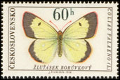 Motýli - žluťásek borůvkový