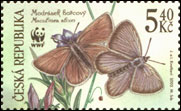 Ochrana přírody - ohrožení motýli - Modrásek hořcový