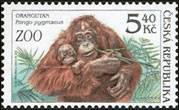 Ochrana přírody - zvířata v ZOO - Orangutan